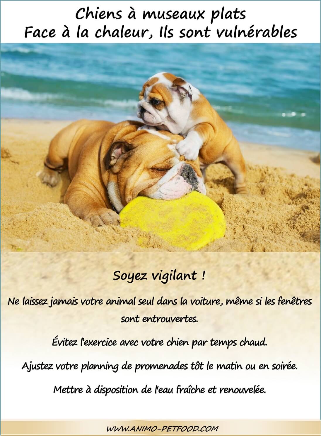 chiens-a-museau-plat-et-chaleur